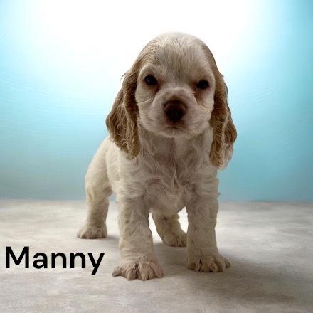 puppy, for, sale, Cocker Spaniel, Joe & Cherri  Overlease, dog, breeder, Miller, MO, dog-breeder, puppy-for-sale, forsale, nearby, find, puppyfind, locator, puppylocator, aca